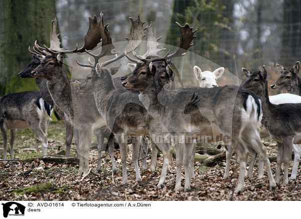 deers / AVD-01614