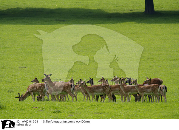 fallow deer / AVD-01661
