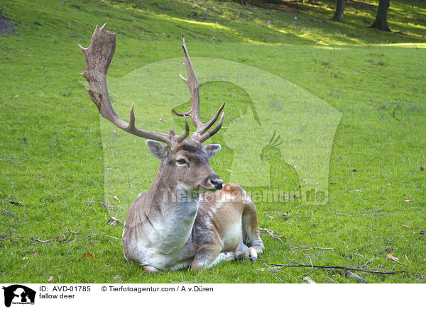 fallow deer / AVD-01785