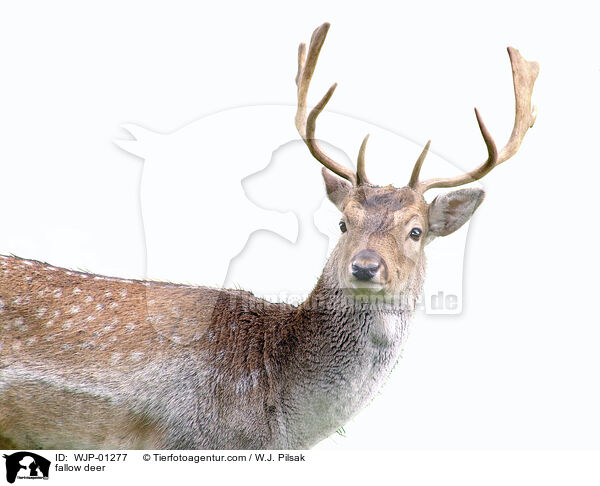fallow deer / WJP-01277