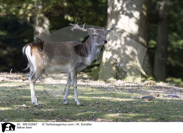 fallow deer / WS-02887