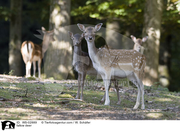 Damwild / fallow deer / WS-02889