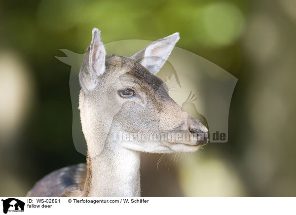 fallow deer / WS-02891