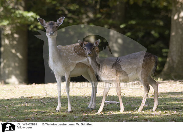 fallow deer / WS-02892