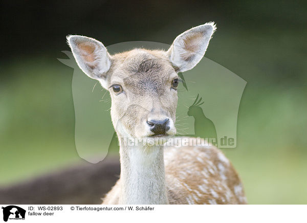 fallow deer / WS-02893