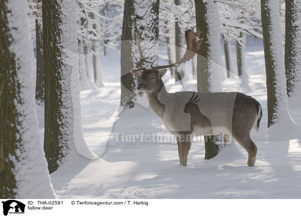 fallow deer / THA-02581