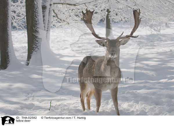 fallow deer / THA-02582