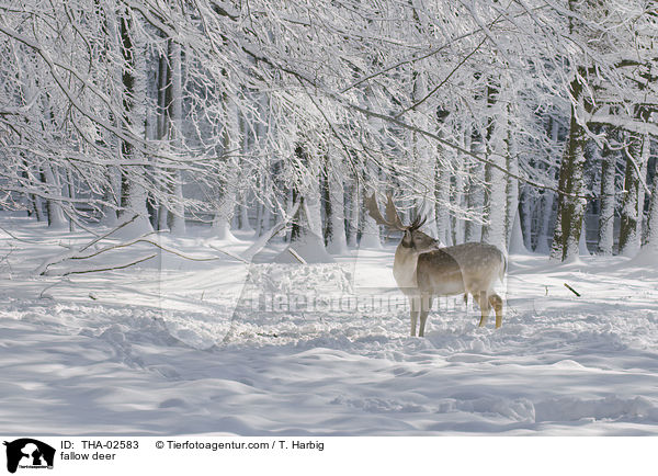 fallow deer / THA-02583