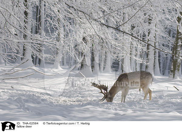fallow deer / THA-02584