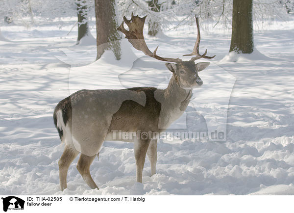 fallow deer / THA-02585