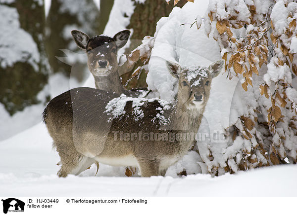 fallow deer / HJ-03449