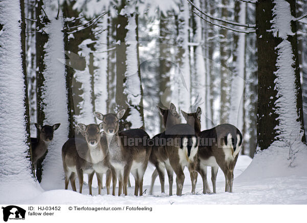 fallow deer / HJ-03452