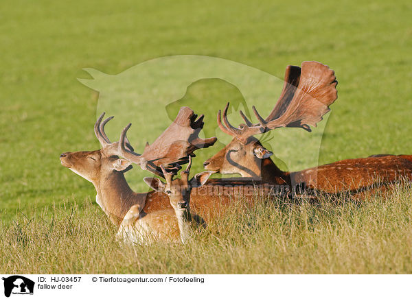 fallow deer / HJ-03457