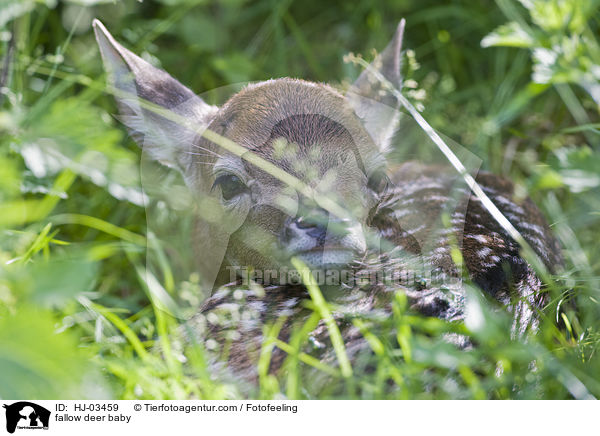 fallow deer baby / HJ-03459