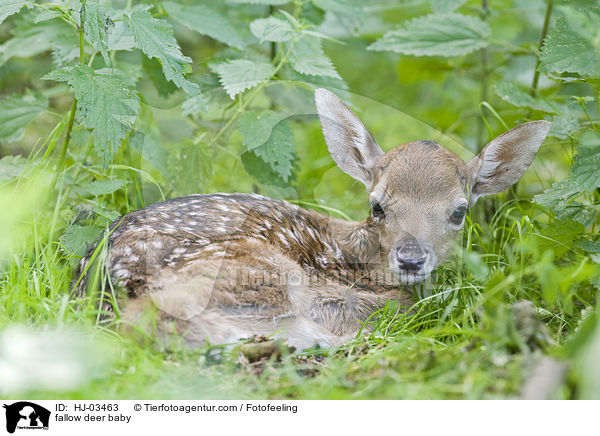 fallow deer baby / HJ-03463