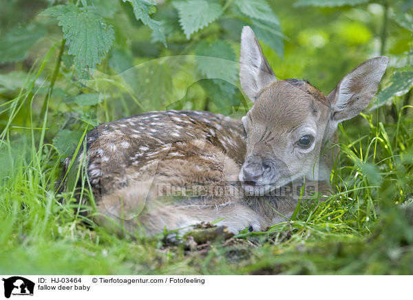 fallow deer baby / HJ-03464