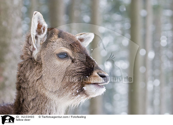 fallow deer / HJ-03493