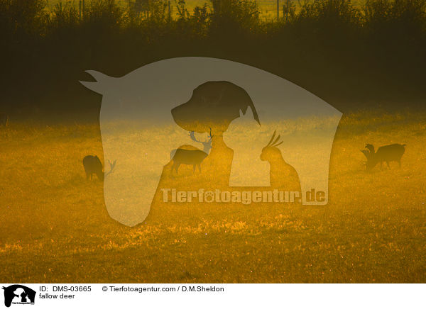 fallow deer / DMS-03665