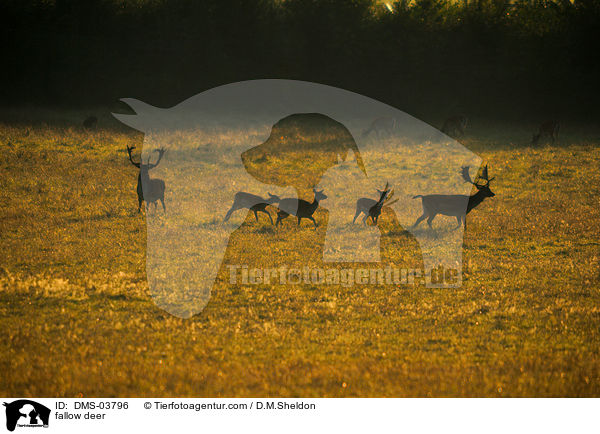 fallow deer / DMS-03796
