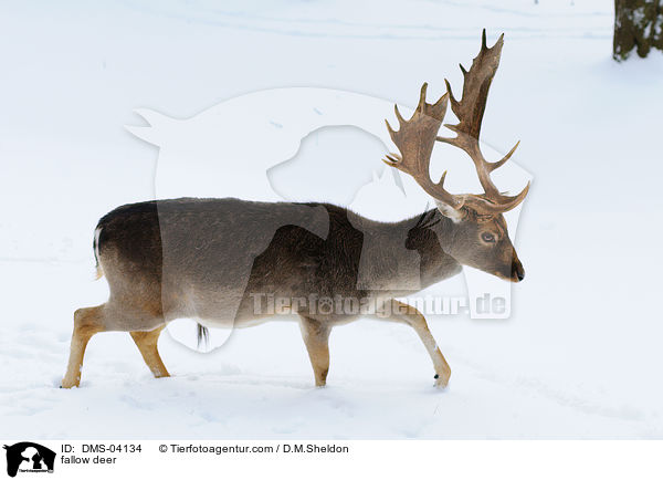 fallow deer / DMS-04134