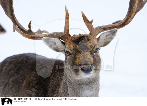 fallow deer / DMS-04136