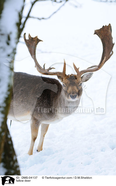 fallow deer / DMS-04137