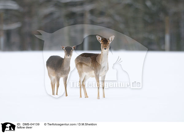 fallow deer / DMS-04139