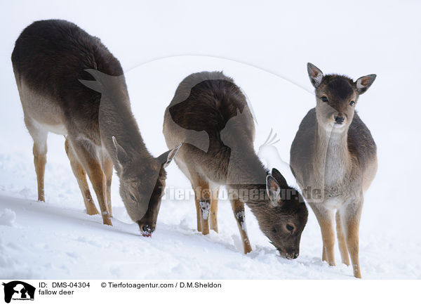 fallow deer / DMS-04304