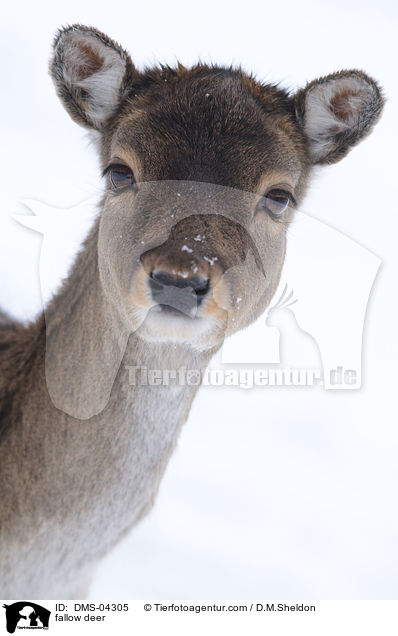 fallow deer / DMS-04305