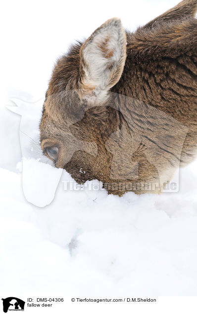 fallow deer / DMS-04306