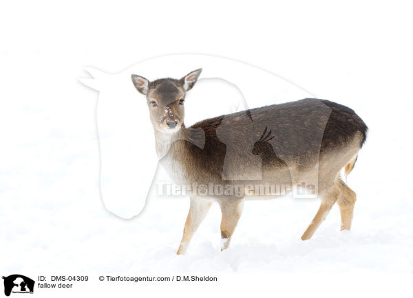fallow deer / DMS-04309