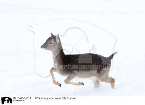fallow deer / DMS-04311