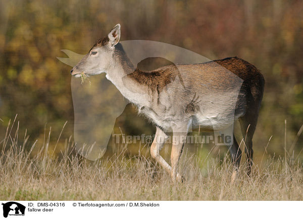 fallow deer / DMS-04316