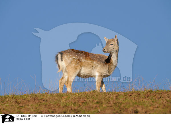 fallow deer / DMS-04320