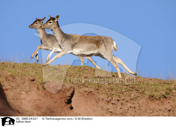 fallow deer / DMS-04321