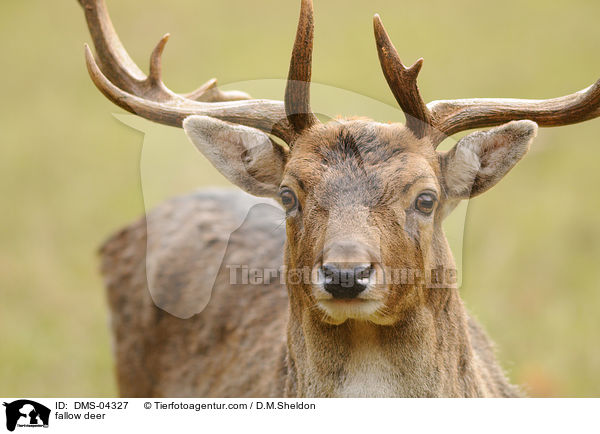 fallow deer / DMS-04327