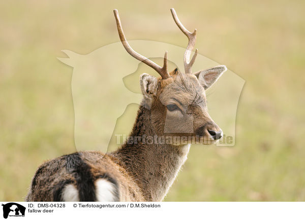 fallow deer / DMS-04328