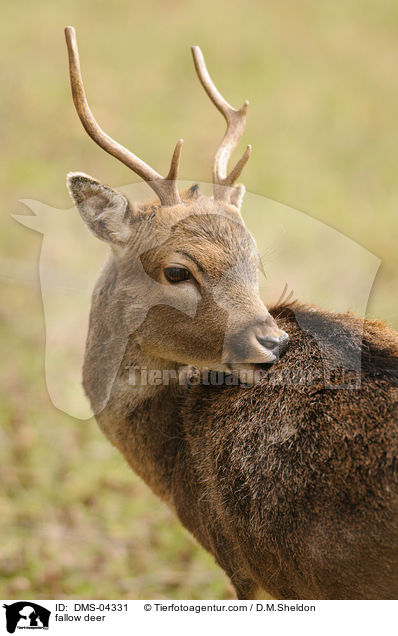 fallow deer / DMS-04331