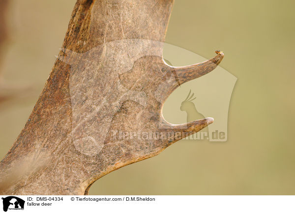 fallow deer / DMS-04334