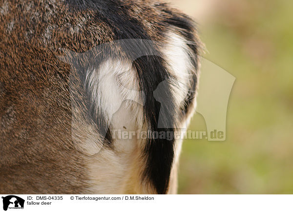 fallow deer / DMS-04335
