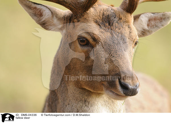 fallow deer / DMS-04336
