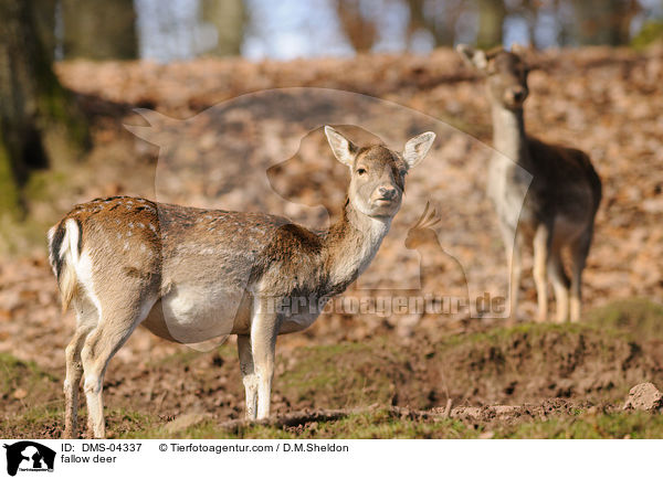 fallow deer / DMS-04337