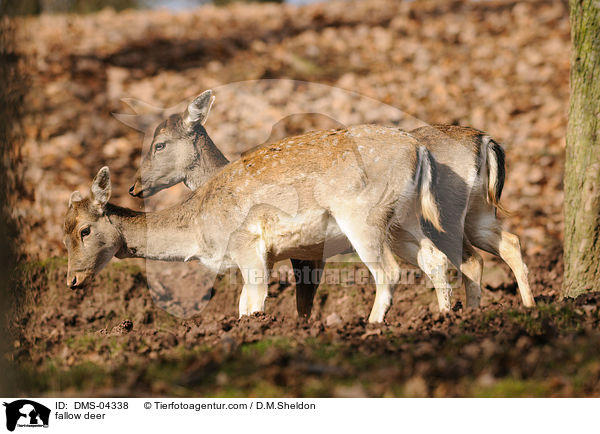 fallow deer / DMS-04338