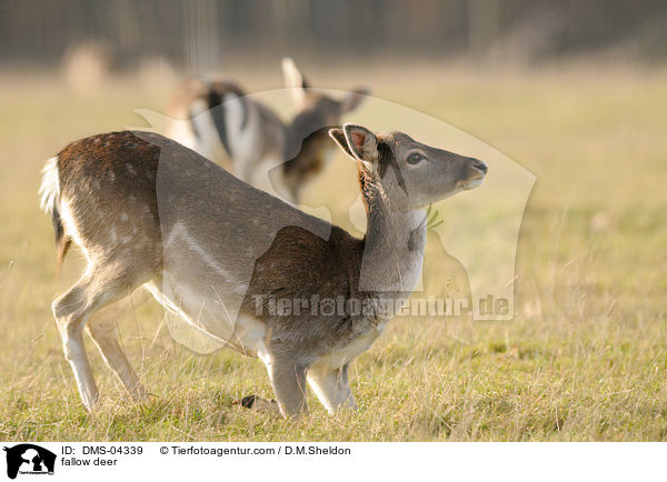 fallow deer / DMS-04339