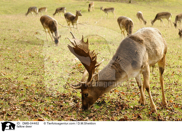 fallow deer / DMS-04462