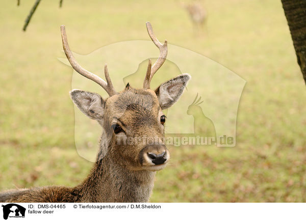 fallow deer / DMS-04465