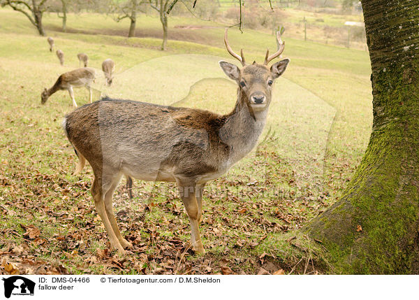 fallow deer / DMS-04466