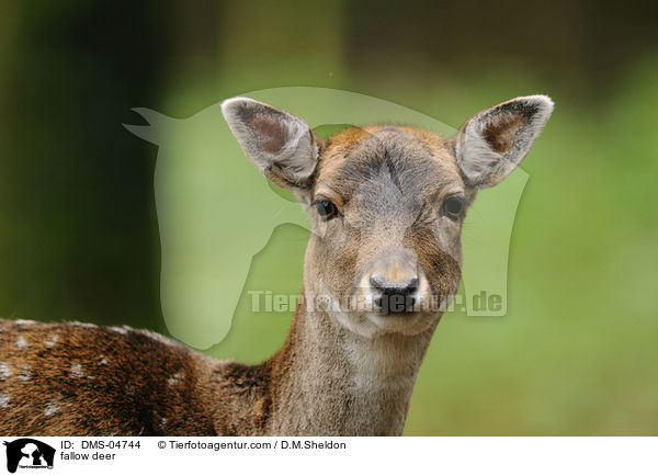 fallow deer / DMS-04744