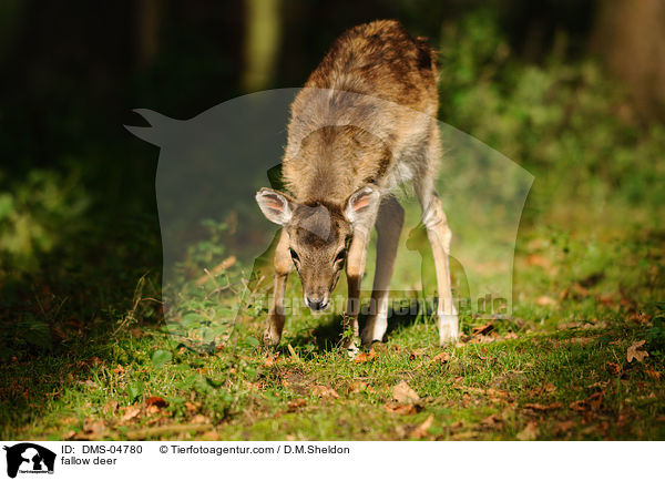 fallow deer / DMS-04780