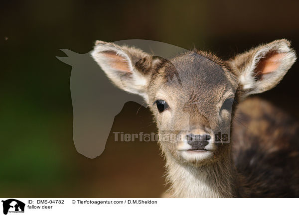 fallow deer / DMS-04782